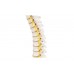 model kręgosłupa piersiowego człowieka - 3b smart anatomy - 1000145 [a73] 3b scientific modele anatomiczne 6